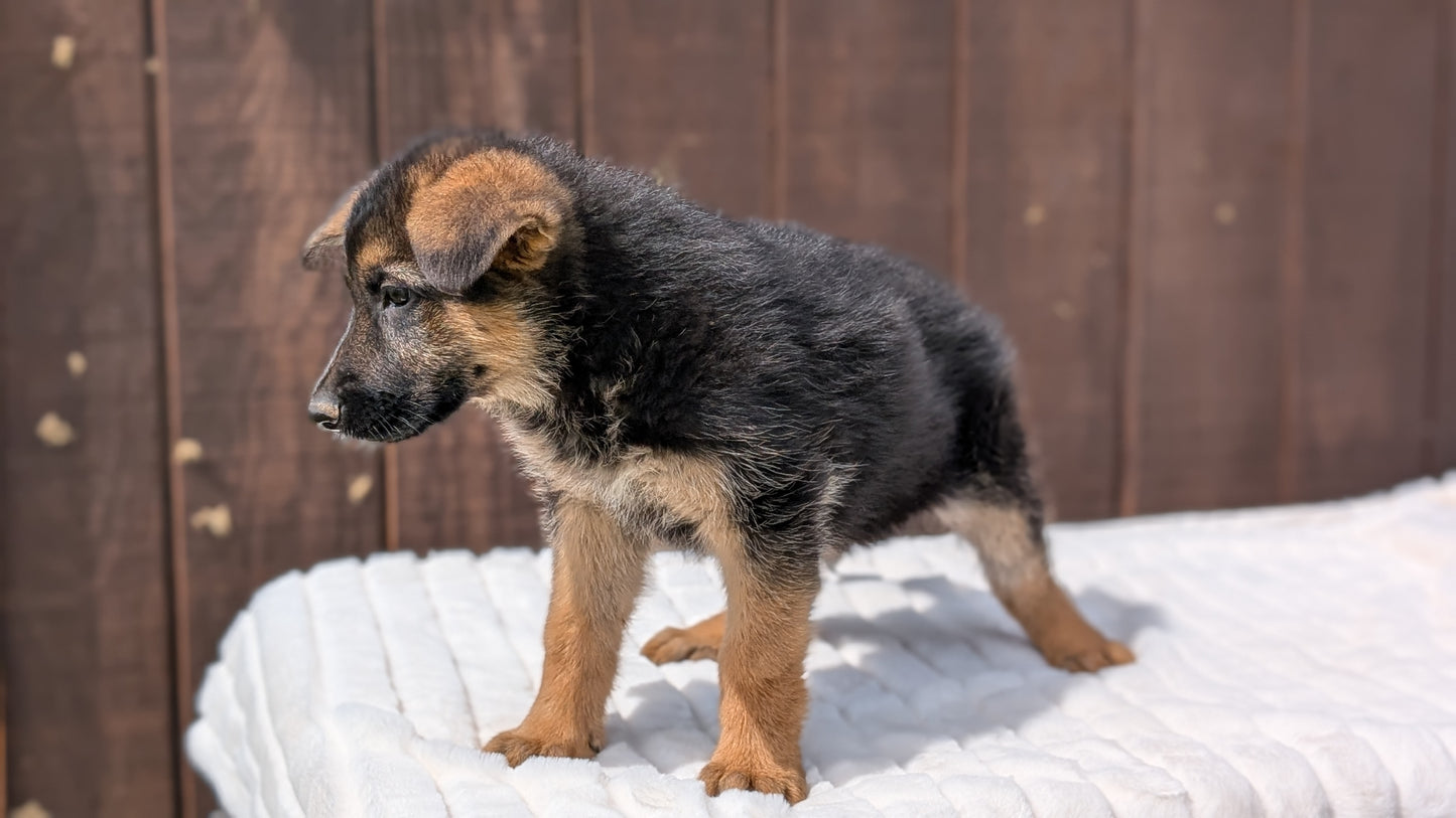 GERMAN SHEPHERD (MAR 28) FEMALE