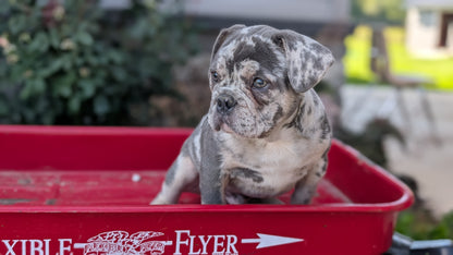 FRENCH BULLDOG (MAY 27) MALES
