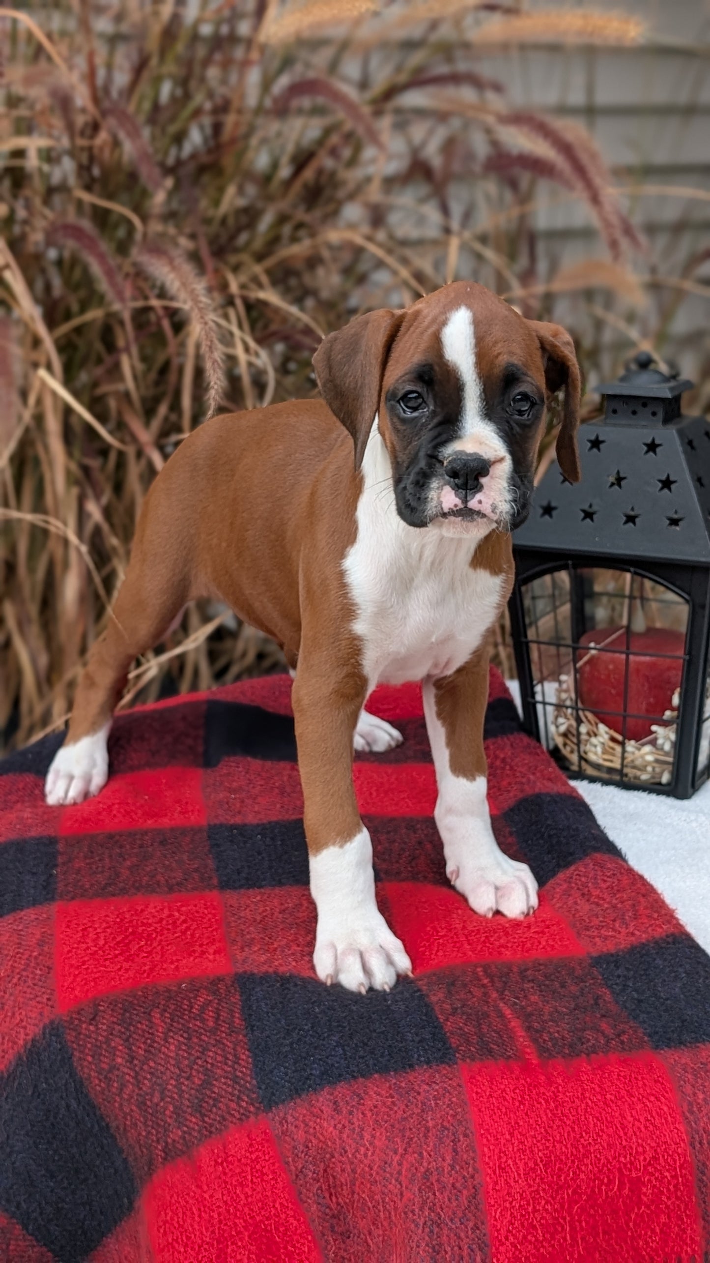 BOXER (08/20) FEMALE