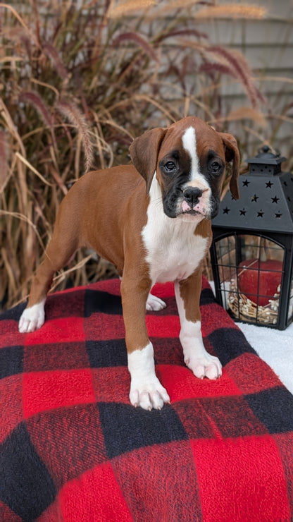 BOXER (08/20) FEMALE