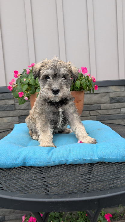 MINI SCHNAUZER (07/10) FEMALE