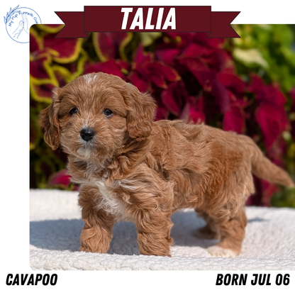 CAVAPOO (07/06) FEMALE