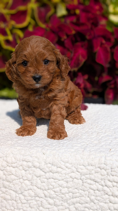 CAVAPOO (07/06) FEMALE
