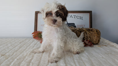 SHIHPOO (07/26) FEMALE