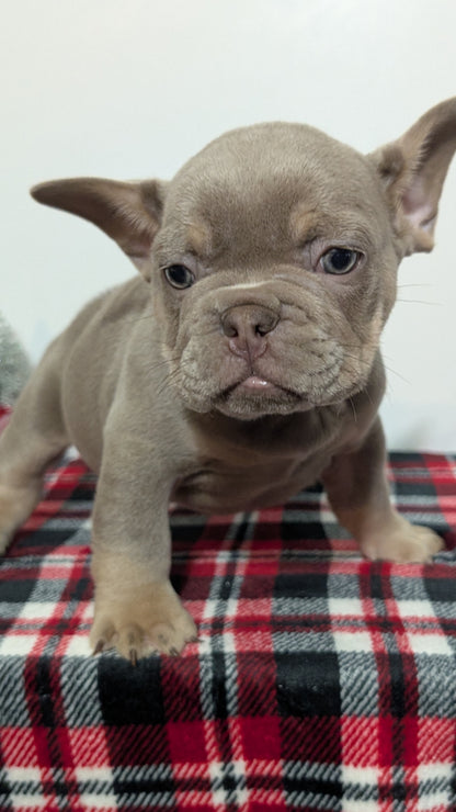 FRENCH BULLDOG (OCT 03) MALES