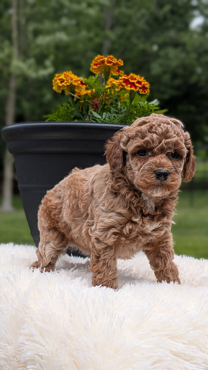 MINI POODLE (MAY 12) FEMALES