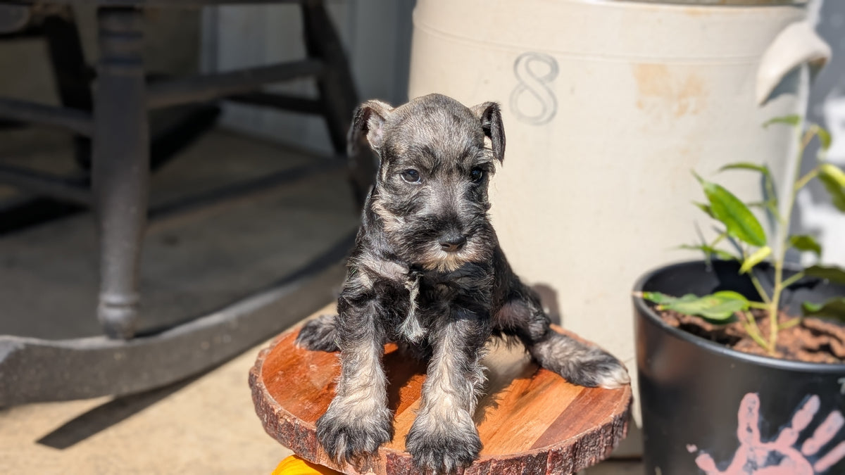 MINI SCHNAUZER (AUG 24) 8 FEMALES