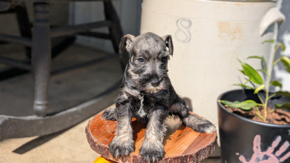 MINI SCHNAUZER (AUG 24) 8 FEMALES