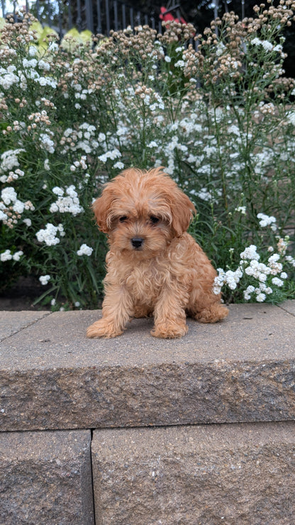 CAVAPOO (05/29) MALE