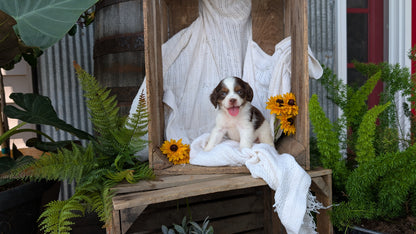 COCKAPOO (06/02) FEMALE