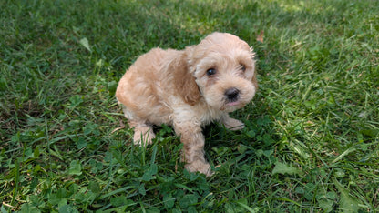 CAVAPOO (05/23) FEMALE