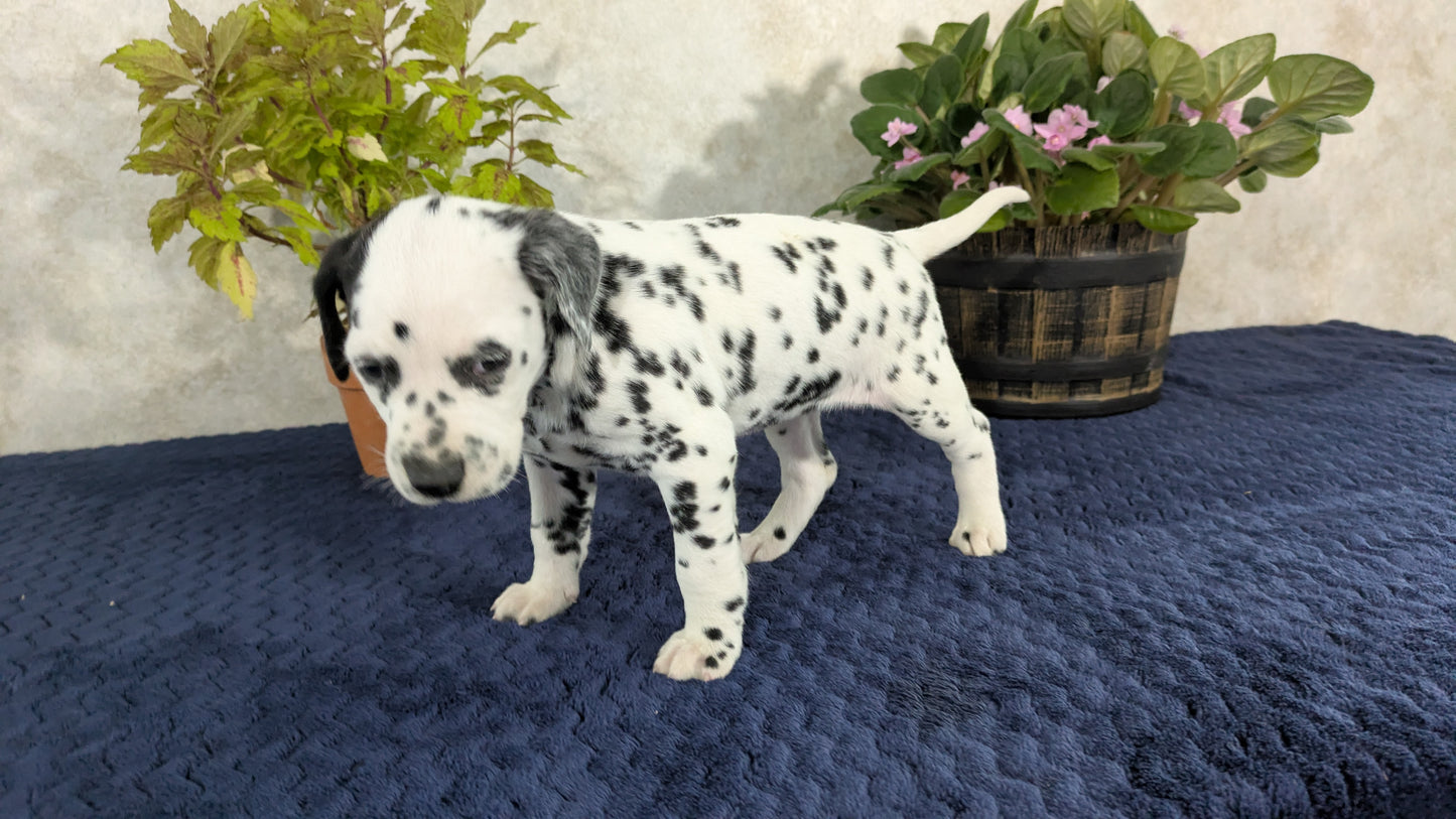 DALMATIAN (02/14) FEMALE