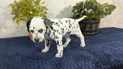 DALMATIAN (02/14) FEMALE
