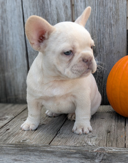 FRENCH BULLDOG (09/09) FEMALE