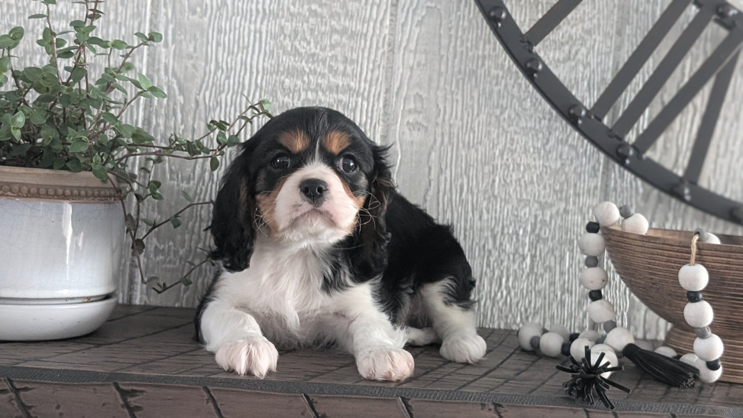 CAVALIER (DEC 03) MALES