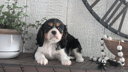 CAVALIER (DEC 03) MALES