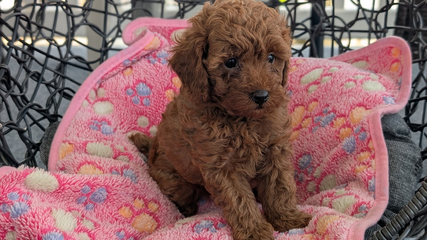 TOY POODLE (JUN 22) FEMALES