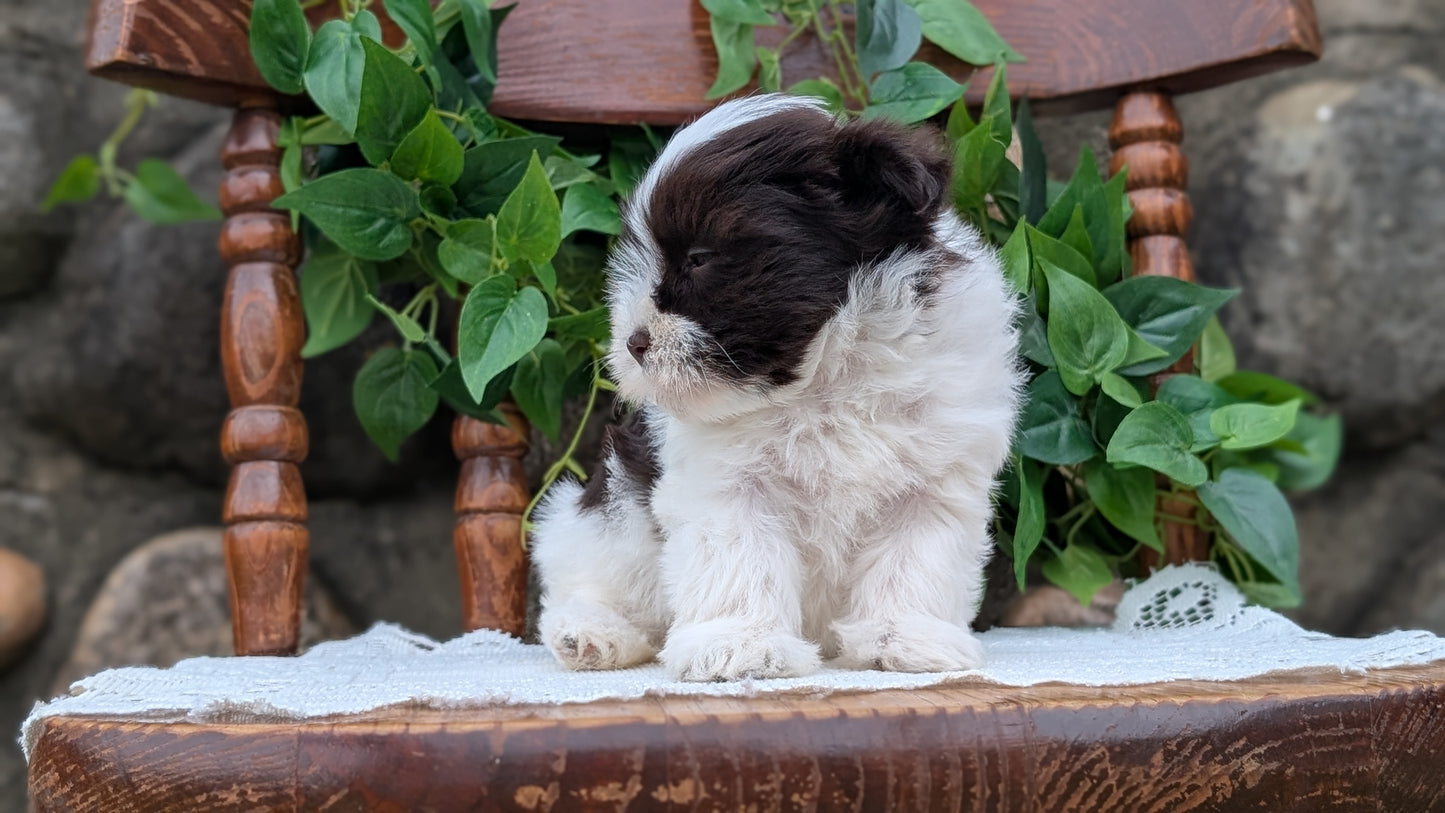 HAVANESE (APR 09) FEMALE