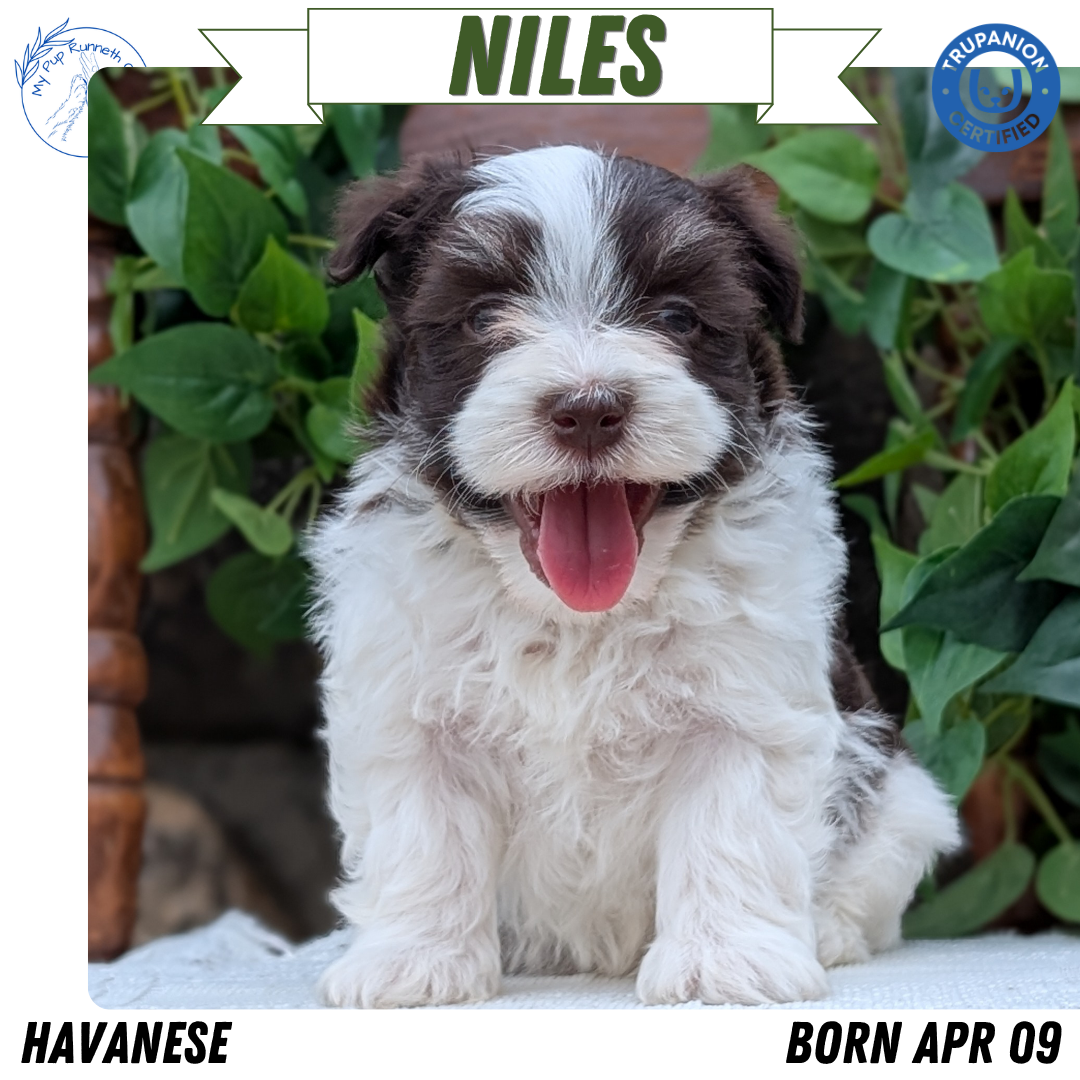 HAVANESE (APR 09) MALES