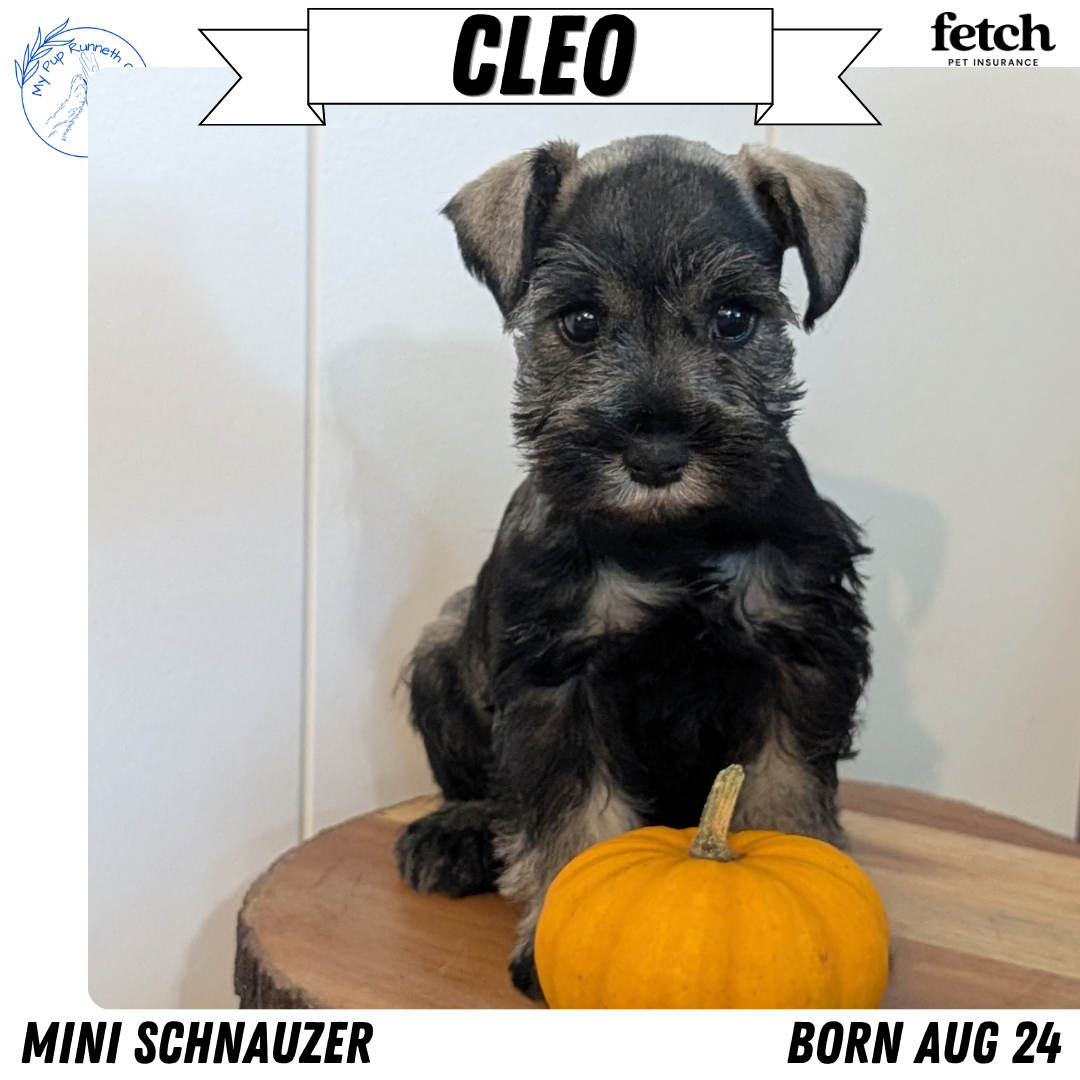 MINI SCHNAUZER (AUG 24) 8 FEMALES