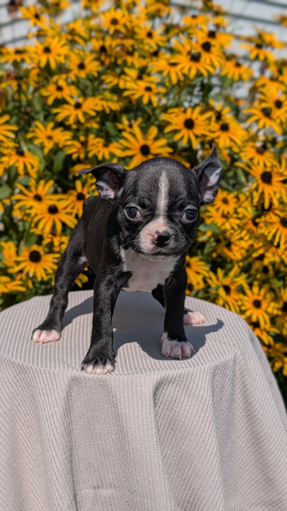 BOSTON TERRIER (JUL 11) 4 FEMALES/4 MALES