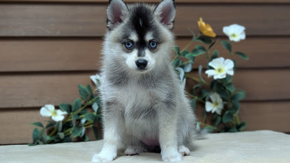 POMSKY (JUL 03) 1 MALE/3 FEMALES