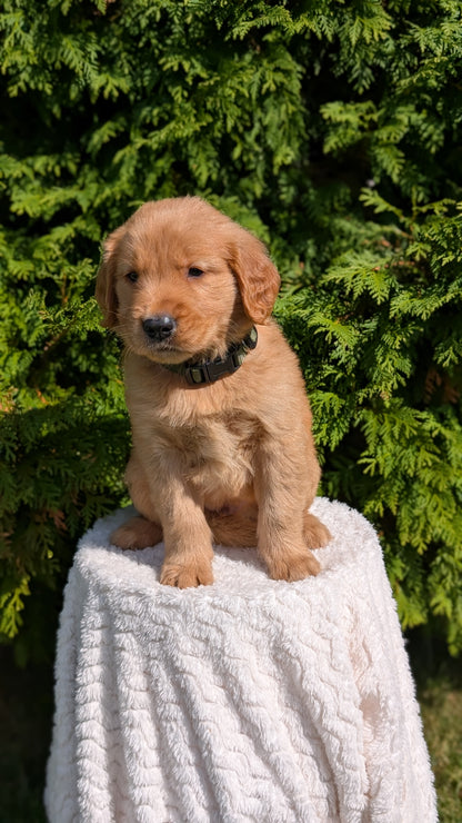 GOLDEN RETRIEVER (07/16) MALE