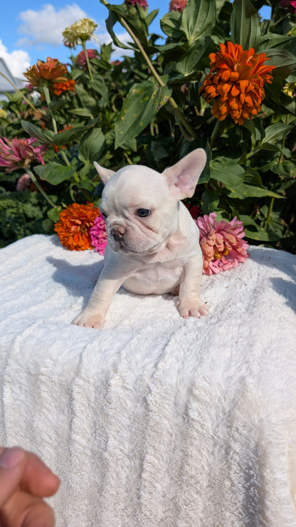 FRENCH BULLDOG (07/08) MALE