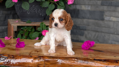 CAVALIER (JUL 29) 3 FEMALES