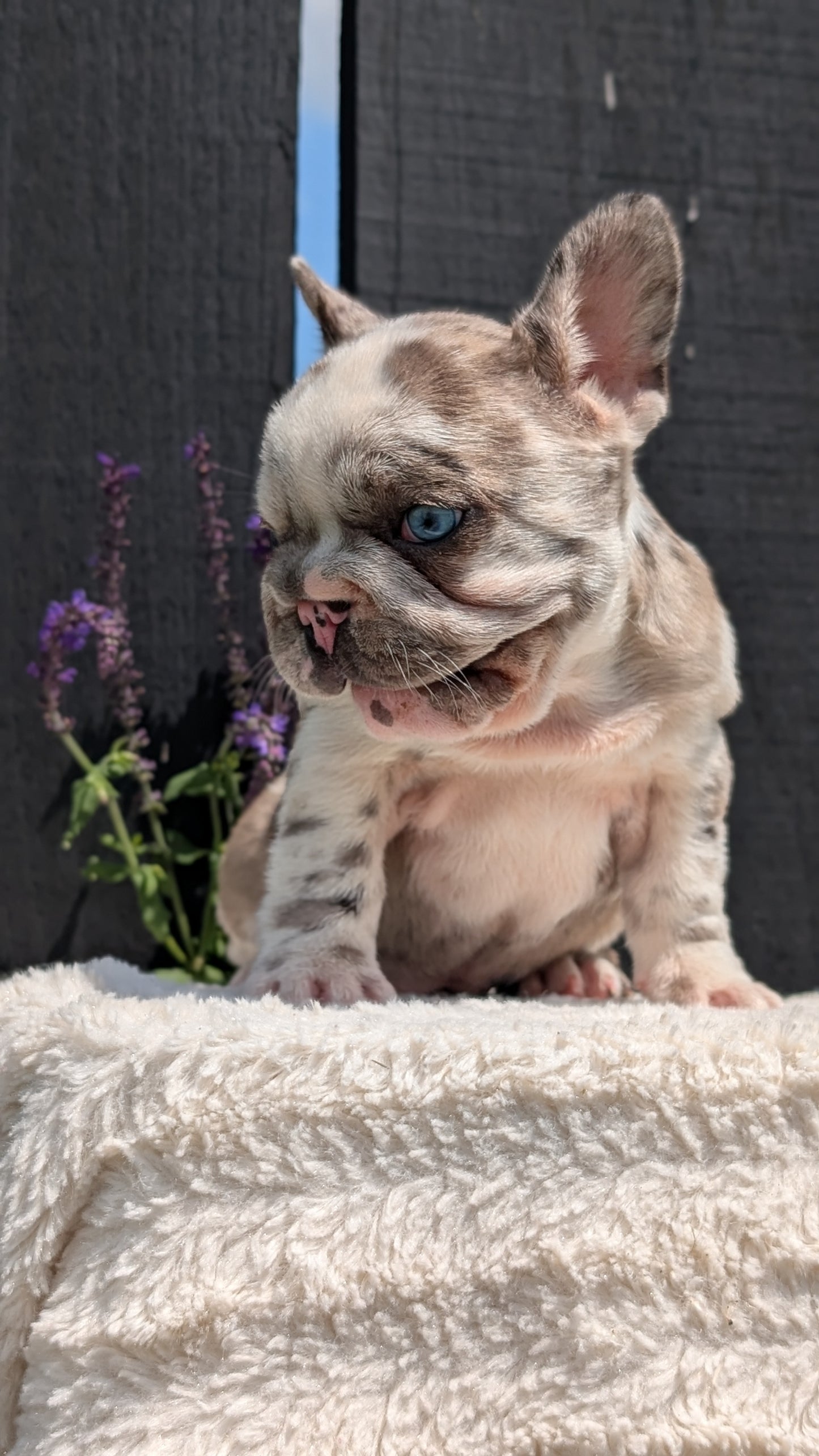FRENCH BULLDOG (APR 03) FEMALE