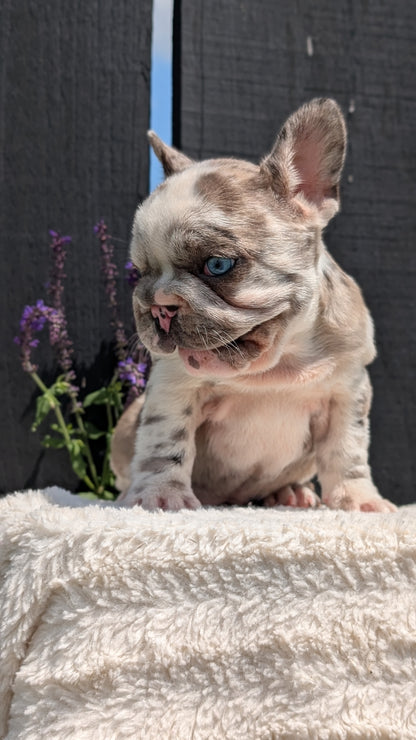 FRENCH BULLDOG (APR 03) FEMALE