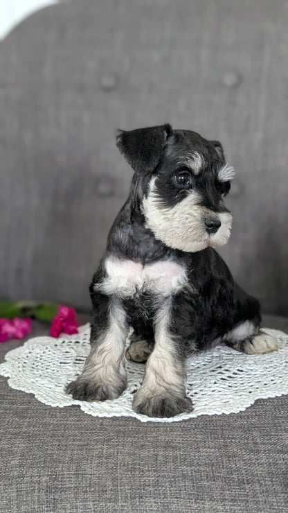 MINI SCHNAUZER (JAN 20) MALES