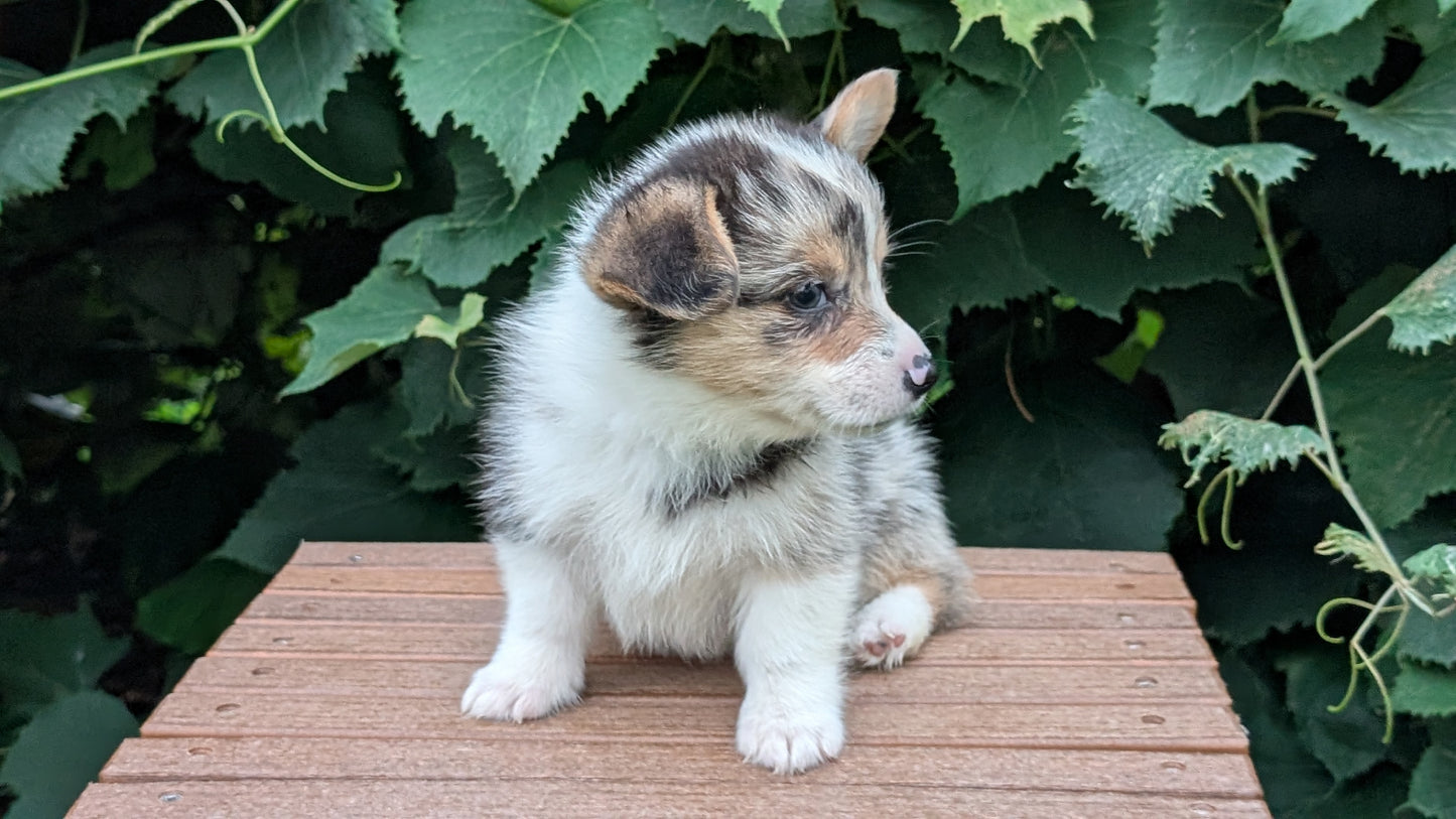 CORGI (JUN 22) MALES