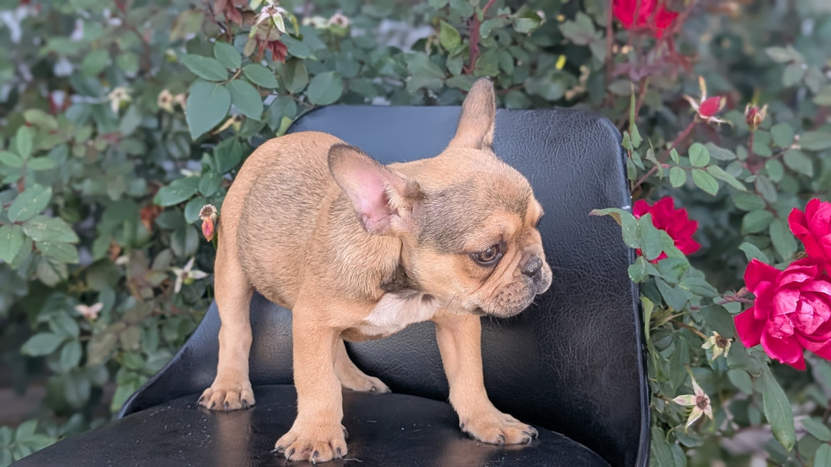 FRENCH BULLDOG (JUN 26) 2 MALES