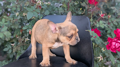 FRENCH BULLDOG (JUN 26) 2 MALES