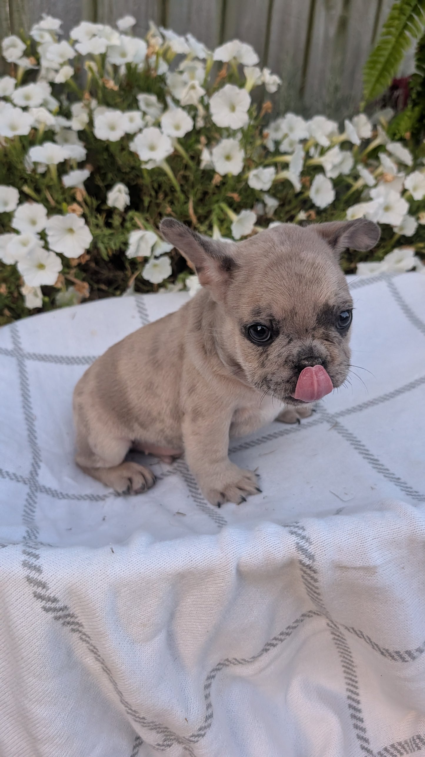 FRENCH BULLDOG (07/15) MALE