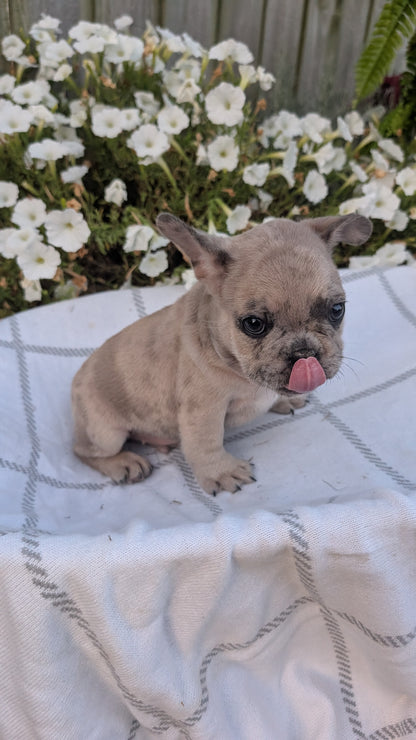 FRENCH BULLDOG (07/15) MALE