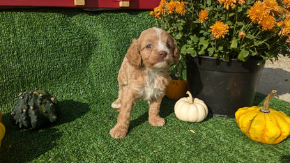 CAVAPOO (08/13) MALE