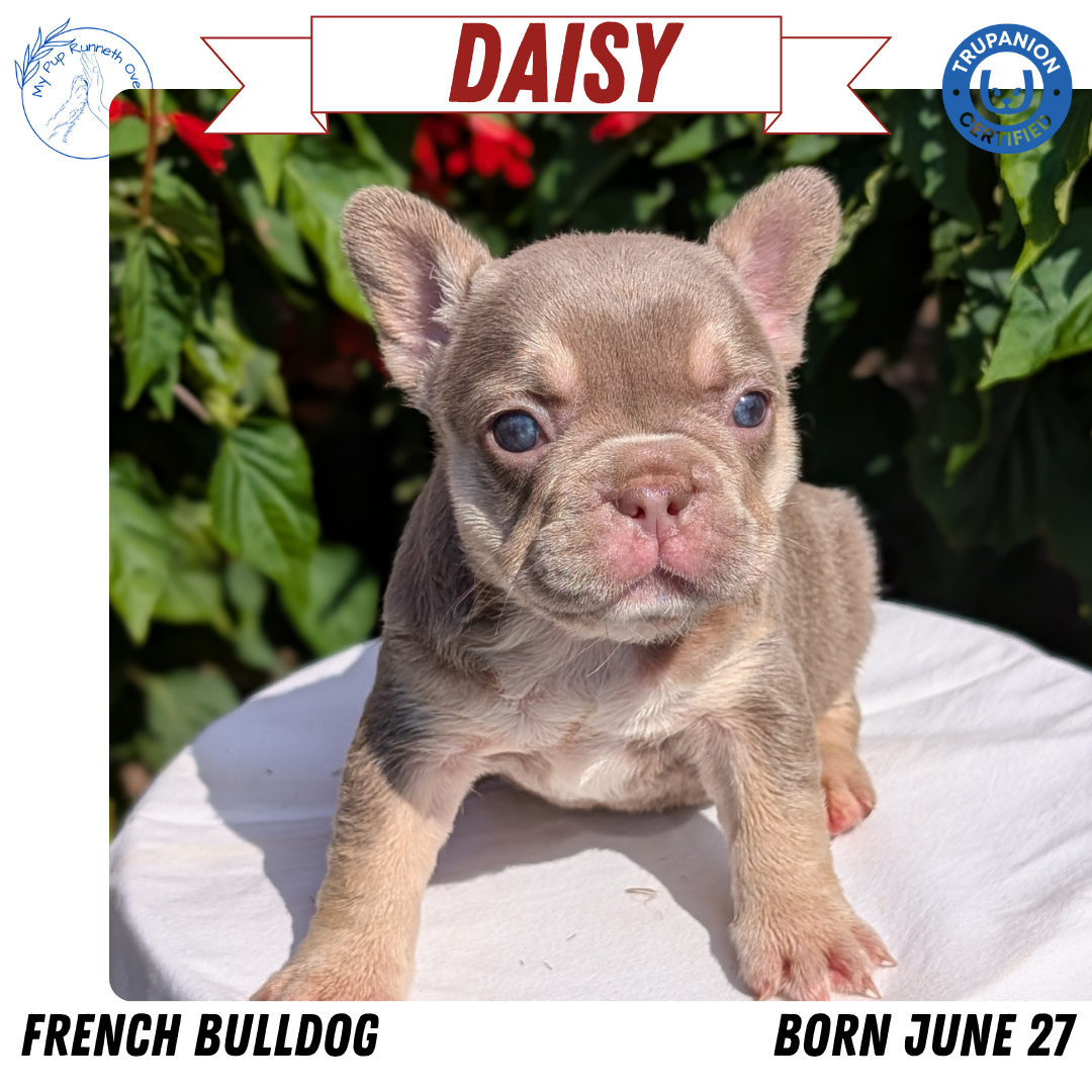 FRENCH BULLDOG (06/27) FEMALE