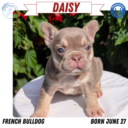 FRENCH BULLDOG (06/27) FEMALE