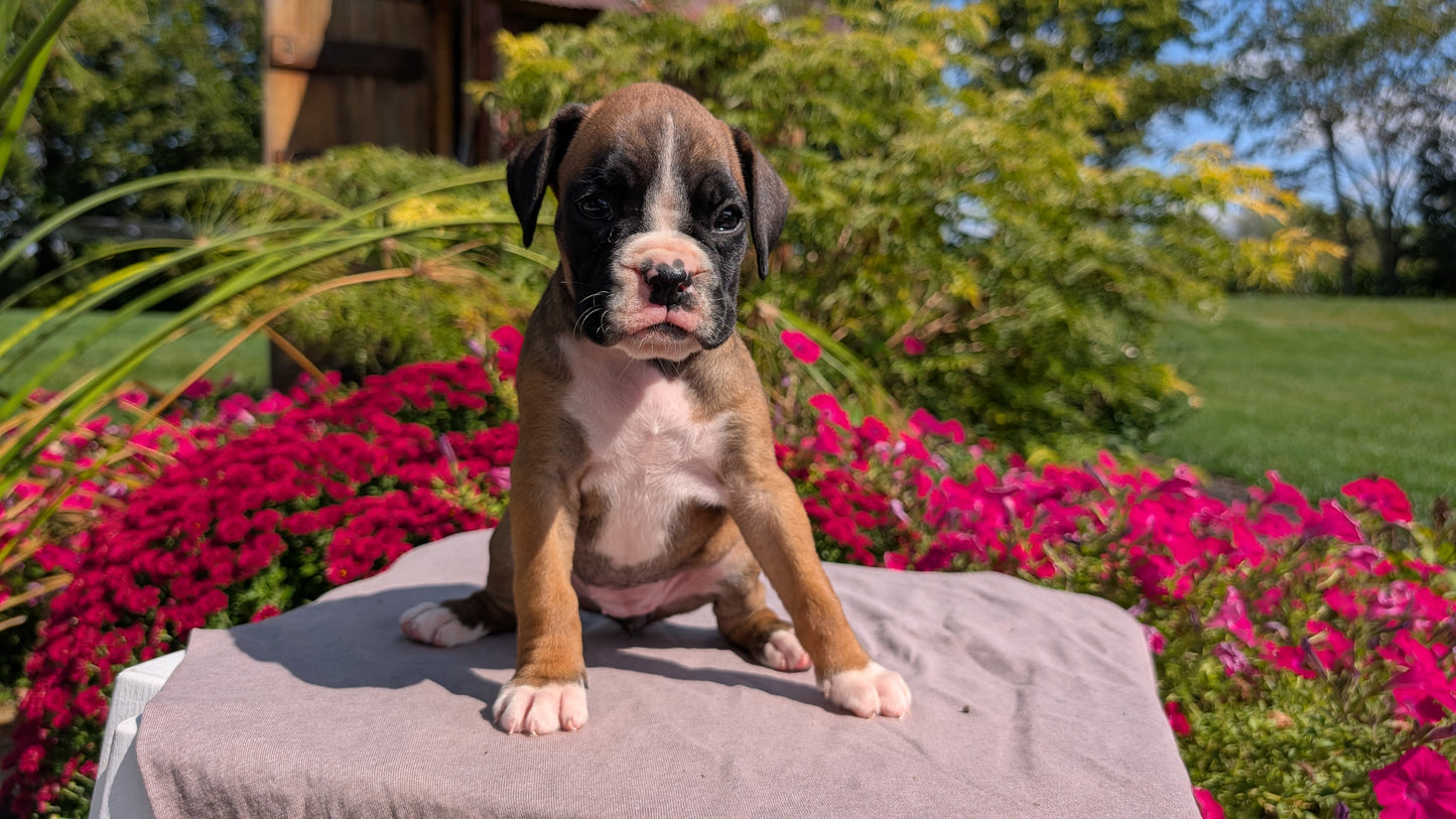 BOXER (08/20) FEMALE