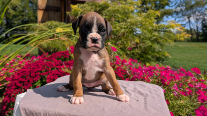 BOXER (08/20) FEMALE