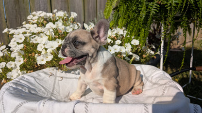 FRENCH BULLDOG (07/03) FEMALE