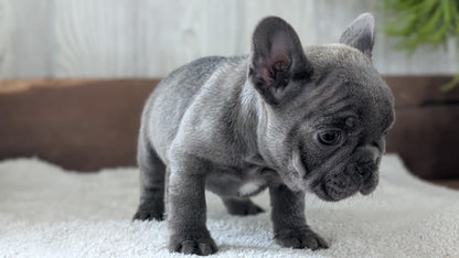 FRENCH BULLDOG (NOV 22) MALES
