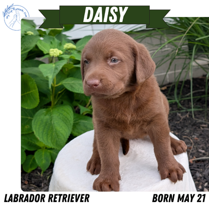 LABRADOR RETRIEVER (05/21) FEMALE