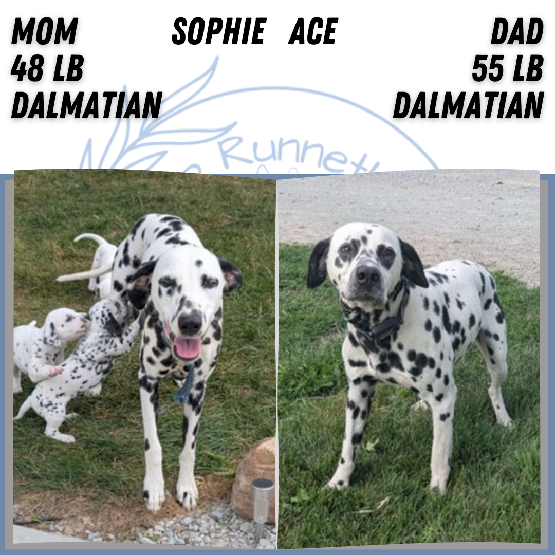 DALMATIAN (FEB 06) MALES