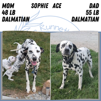 DALMATIAN (FEB 06) MALES