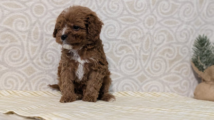 CAVAPOO (JAN 29) MALES