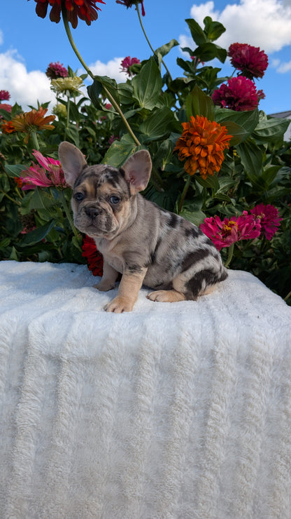 FRENCH BULLDOG (07/08) FEMALE