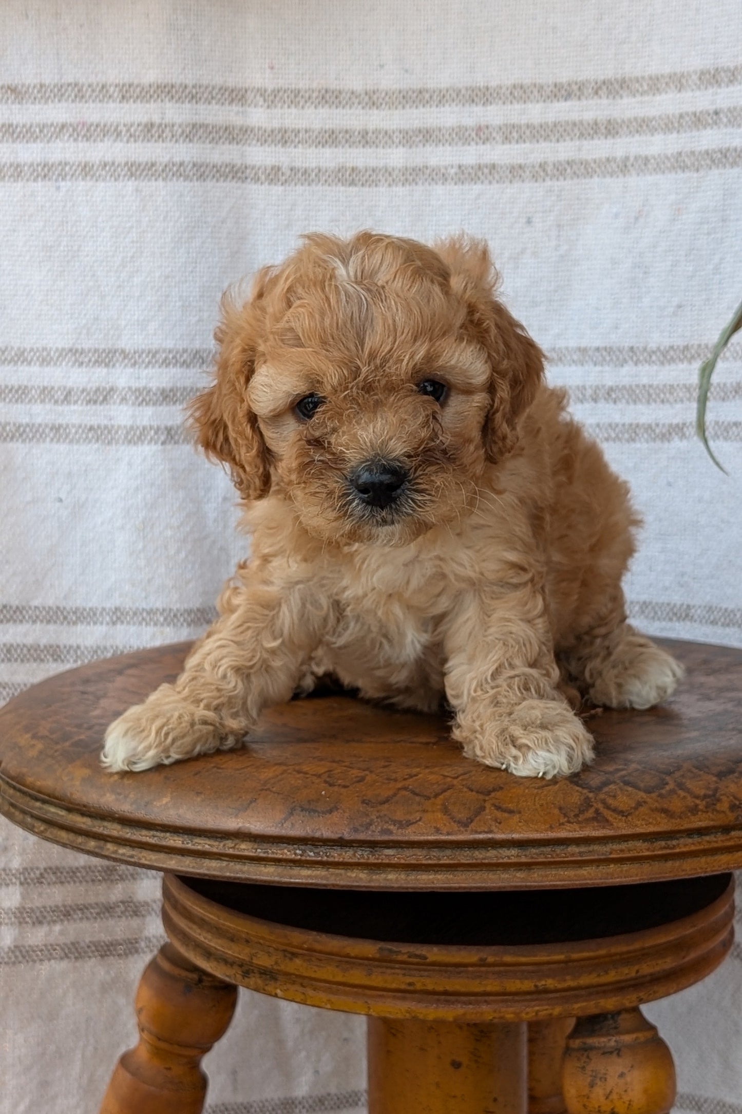 CAVAPOO (MAY 23) FEMALES